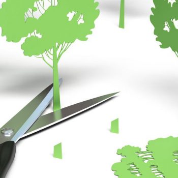 “Deforestazione Zero”, il nuovo Regolamento EUDR