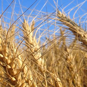 Unionalimentari Torino, Castellano confermato Presidente